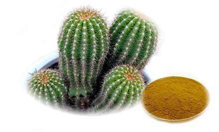 Hoodia gordoni sebagai sebahagian daripada Reduslim