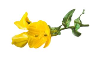 Minyak primrose di Reduslim