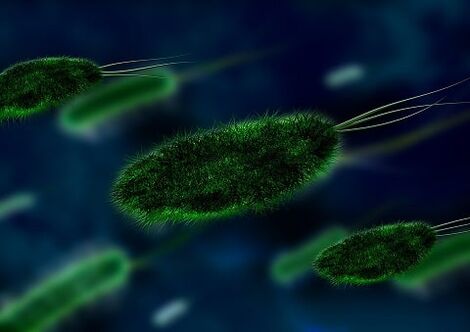 penyebab gastritis adalah bakteria - Helicobacter