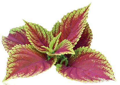coleus forskolia sebagai sebahagian daripada Reduslim